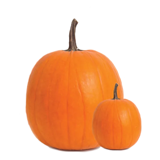 Pumpkin (Seasonal) frozen yogurt